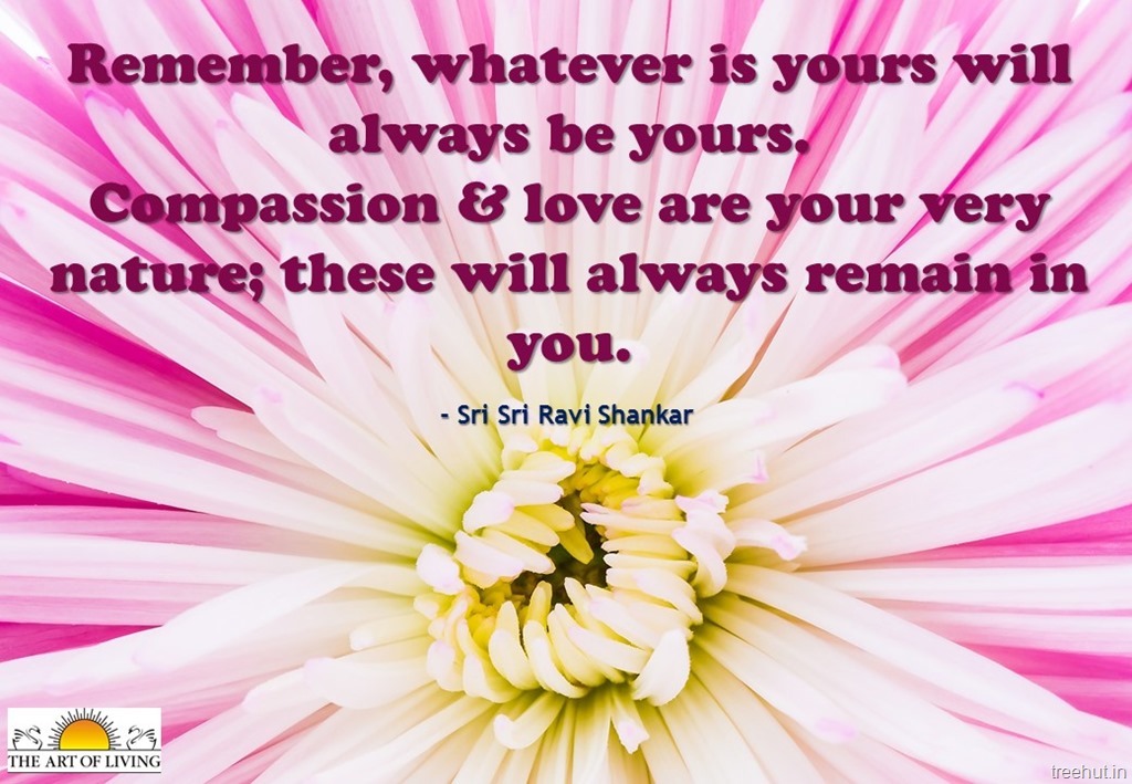 Sri Sri Ravi Shankar Quotes On Love - Chrysanths , HD Wallpaper & Backgrounds