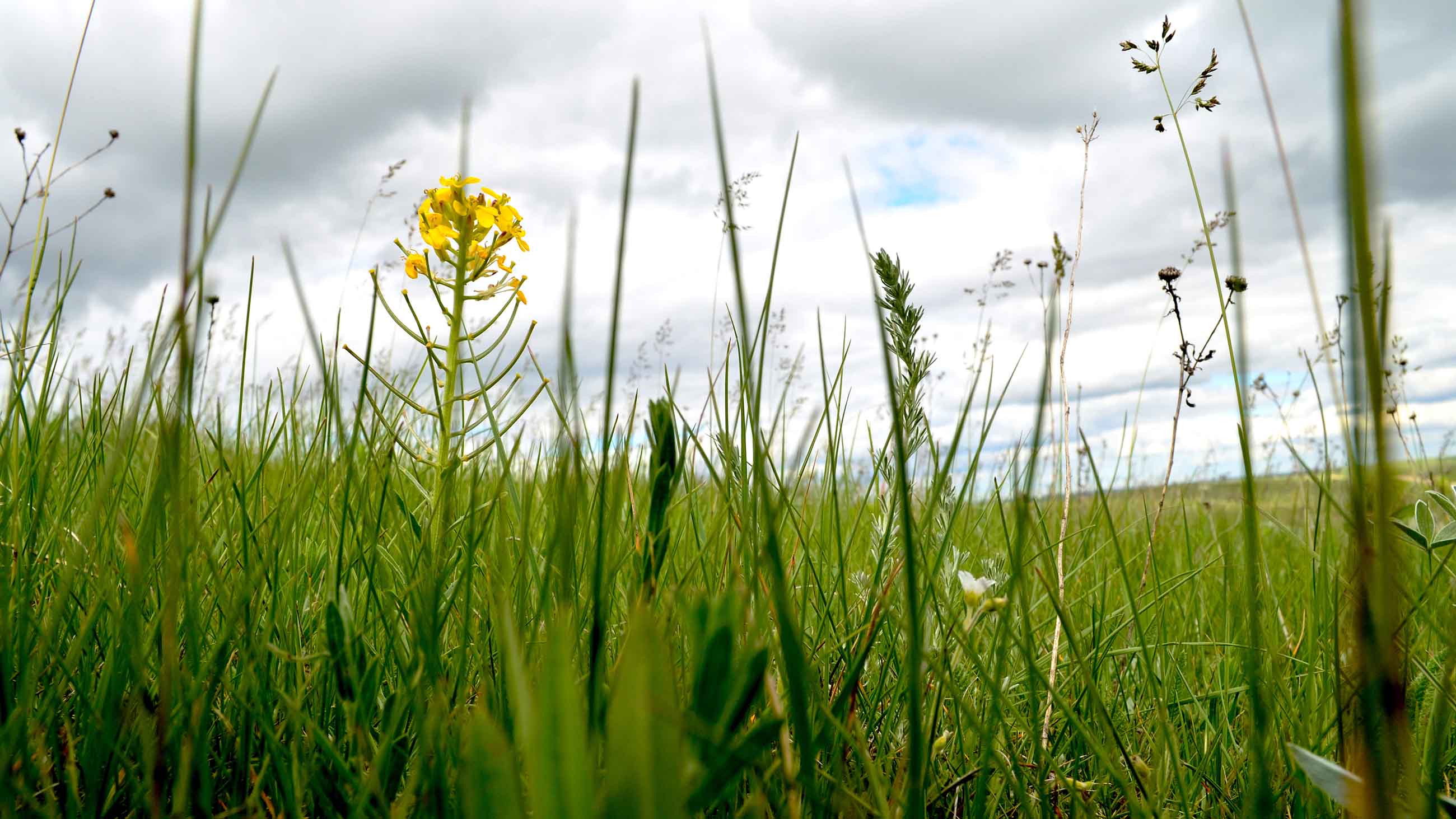 Saving America's Broken Prairie - North American Wild Grasses , HD Wallpaper & Backgrounds