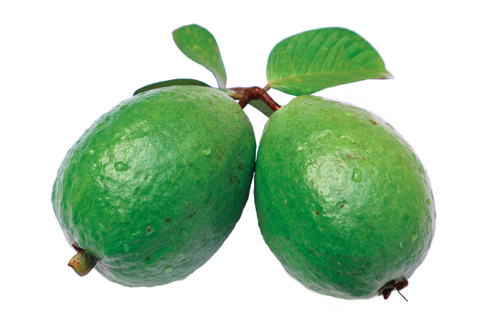 Jambu, Guava, Leaf, Green, Guava Png - Guava Png , HD Wallpaper & Backgrounds