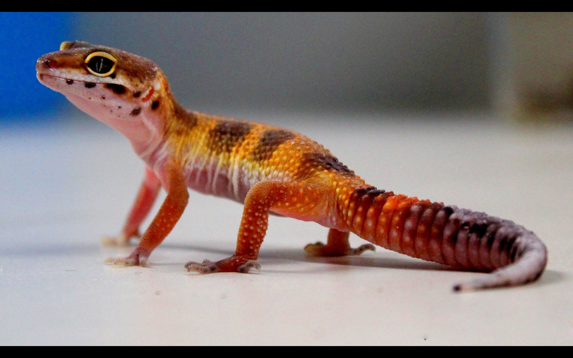 Gecko Hd Wide Wallpaper For 4k Uhd Widescreen Desktop - House Gecko , HD Wallpaper & Backgrounds