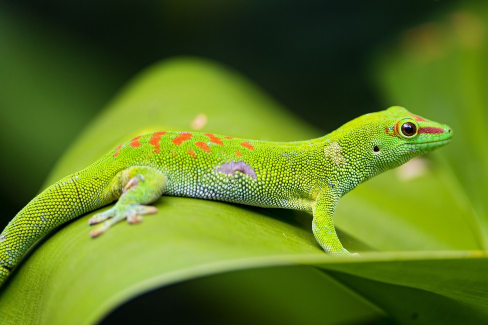 Lizard Gecko Leaf Macro - If You Pull A Lizard's Tail Off , HD Wallpaper & Backgrounds