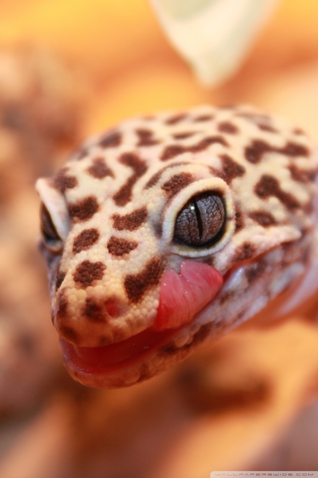 Mobile Hvga - Leopard Gecko Wallpaper Iphone , HD Wallpaper & Backgrounds