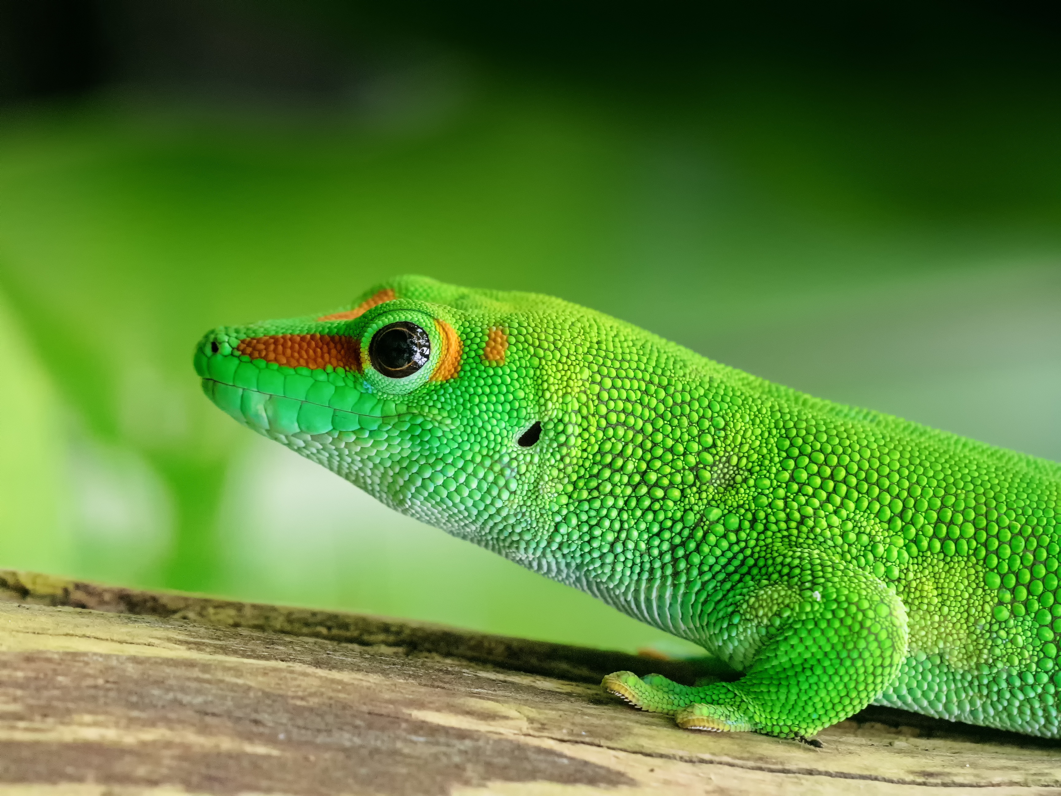 Gecko Hd Wallpaper - Madagaskar Taggecko , HD Wallpaper & Backgrounds