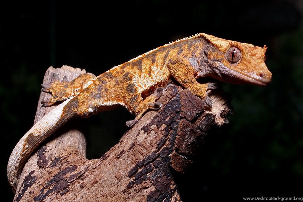 Crested Gecko , HD Wallpaper & Backgrounds