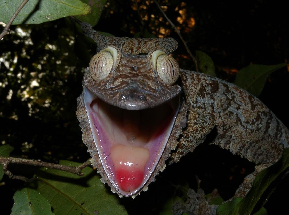 Giant Leaf Tailed Gecko , HD Wallpaper & Backgrounds
