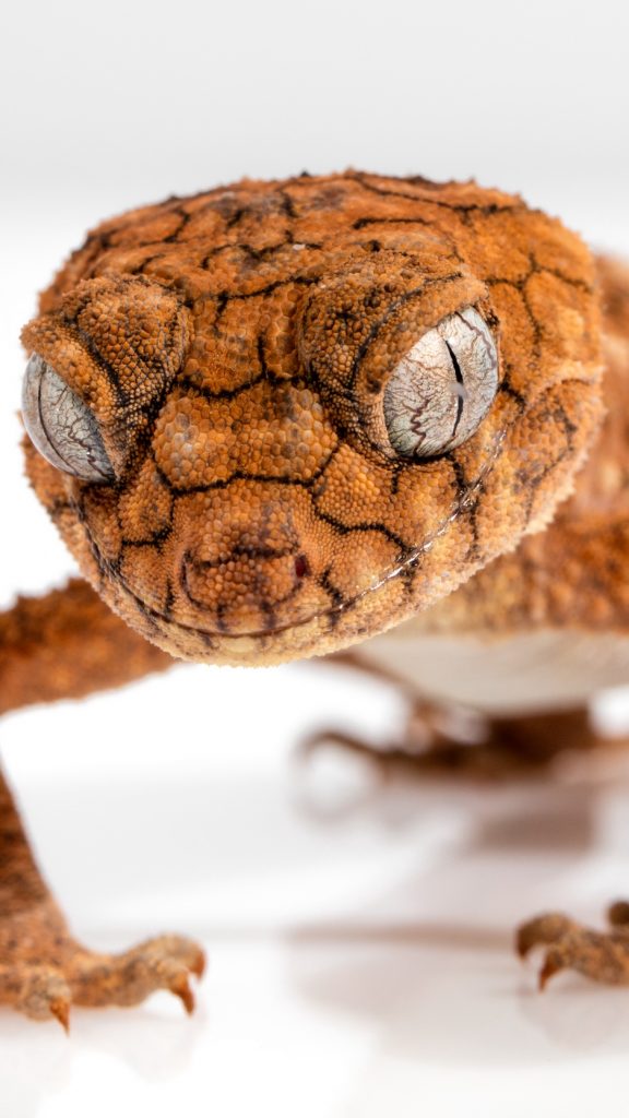 Gecko, Reptile, Lizard, Close Up Wallpaper, Background - Iphone X Reptile , HD Wallpaper & Backgrounds