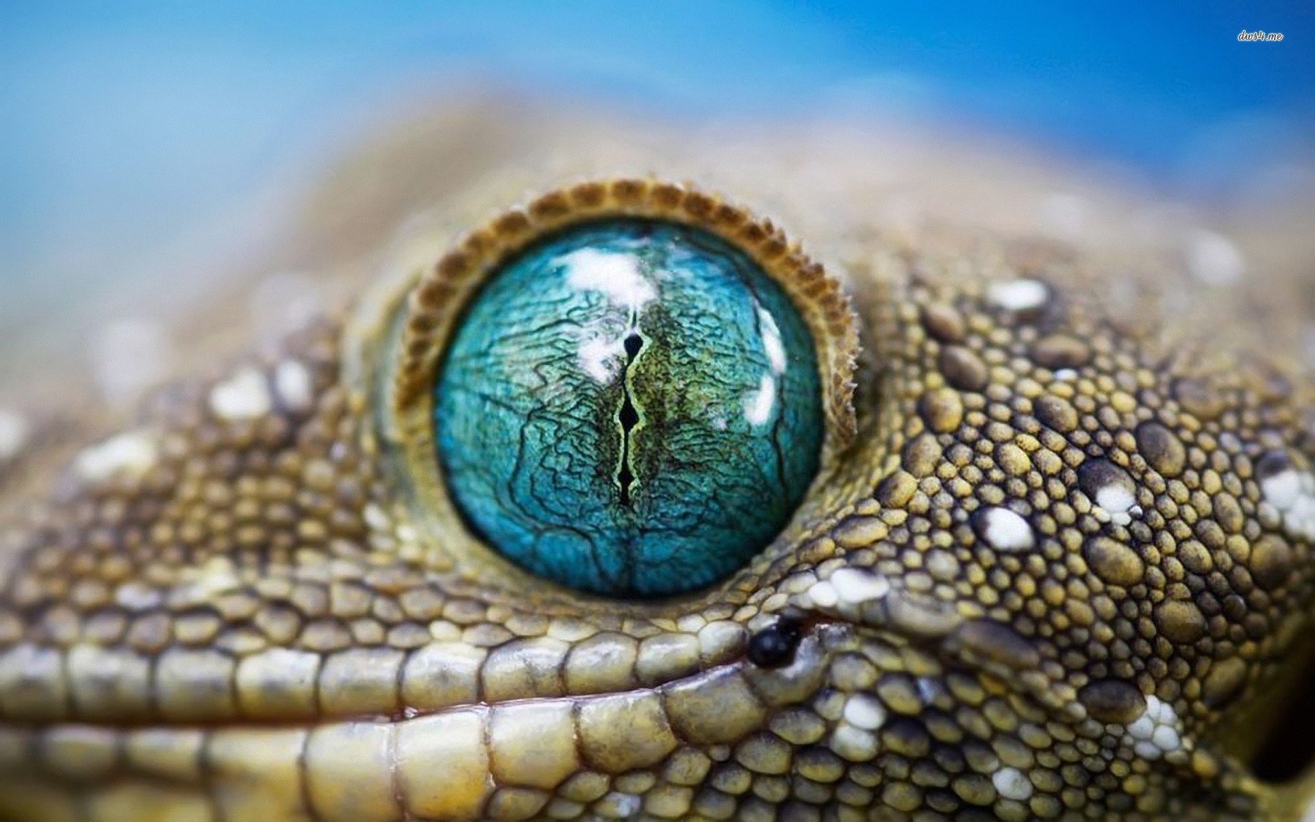 Free Wallpaper And Screensavers For Gecko - Reptile Eye Close Up , HD Wallpaper & Backgrounds