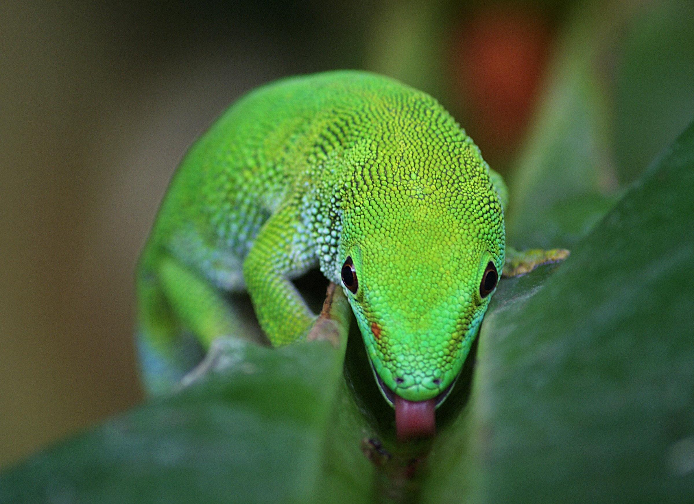 Madagascan Day Gecko, Green Lizard - Day Gecko , HD Wallpaper & Backgrounds