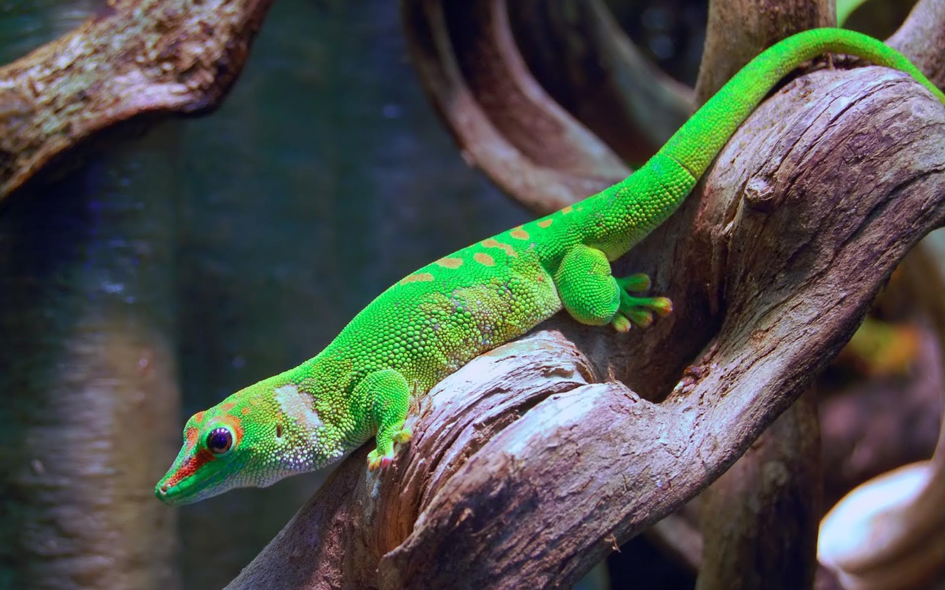 Gecko Picture Desktop Wallpaper - Gecko On A Tree , HD Wallpaper & Backgrounds