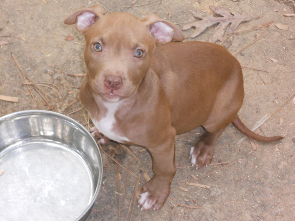 Nose Puppy Dog Pitbull Hd Wallpapers Widescreen Puppy - Female Brown Pitbull Puppy , HD Wallpaper & Backgrounds