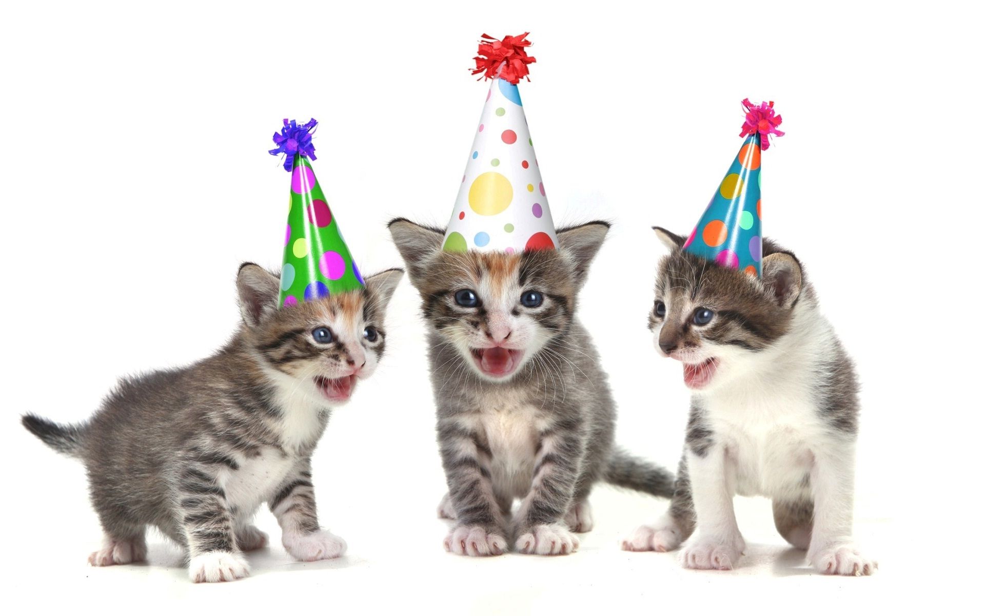 Cats With Birthday Hats , HD Wallpaper & Backgrounds