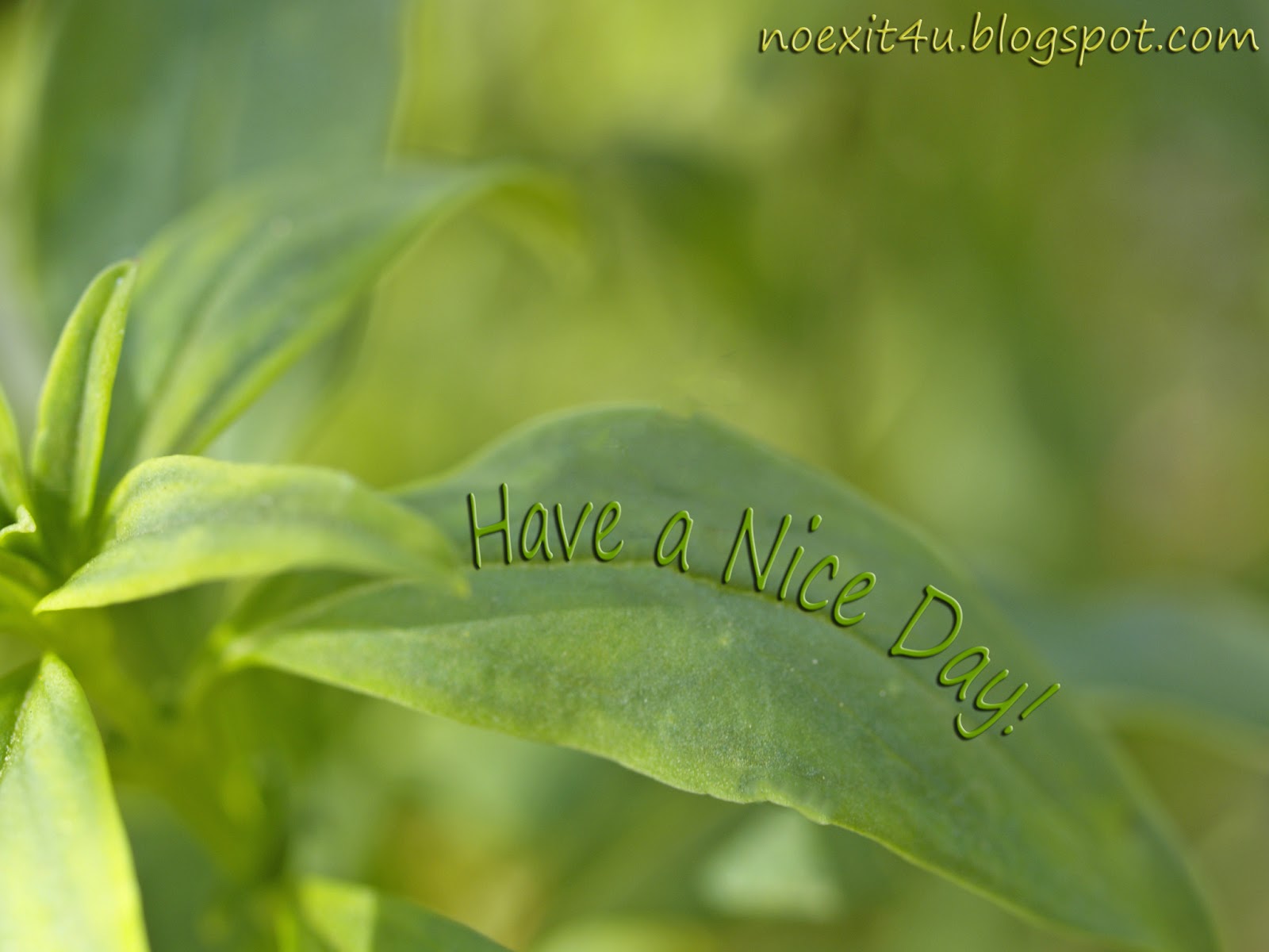 Have A Nice Day Wallpaper - Plant Stem , HD Wallpaper & Backgrounds