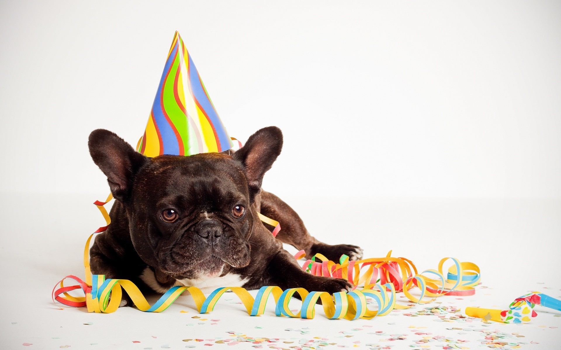 Happy Birthday French Bulldog Black , HD Wallpaper & Backgrounds