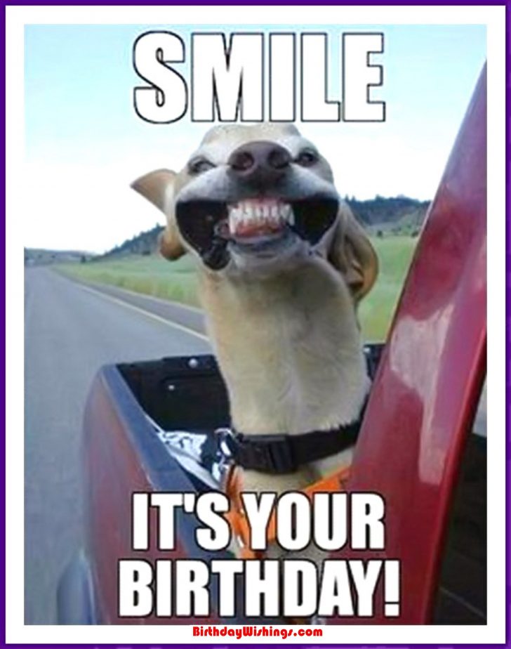 Featured image of post Happy Birthday Images Funny Animals / These happy birthday funniest memes create beautiful captions with funny images that look really cool on the wall of the people you are wishing.