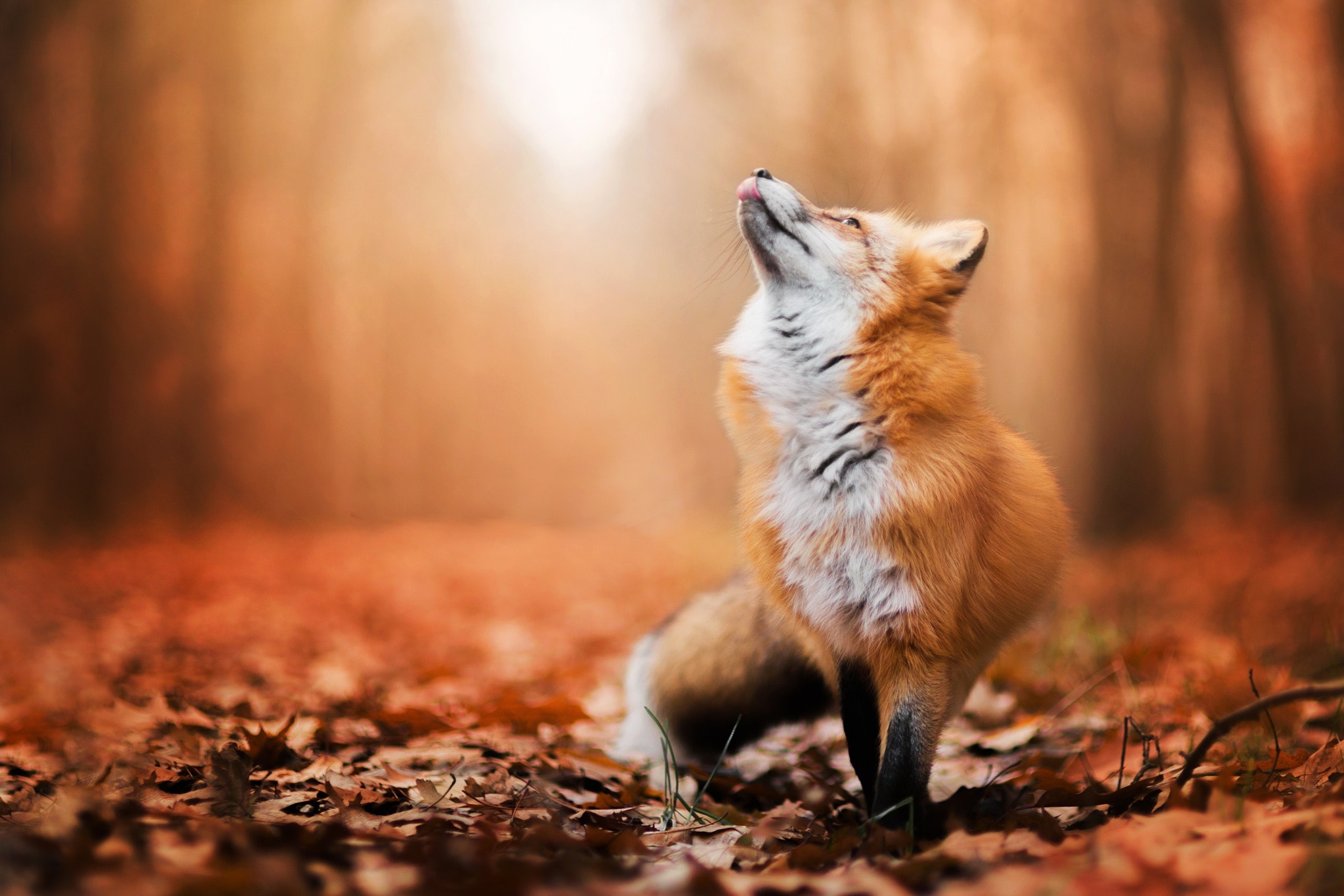 Fox Hd Wallpaper - Beautiful Fox , HD Wallpaper & Backgrounds