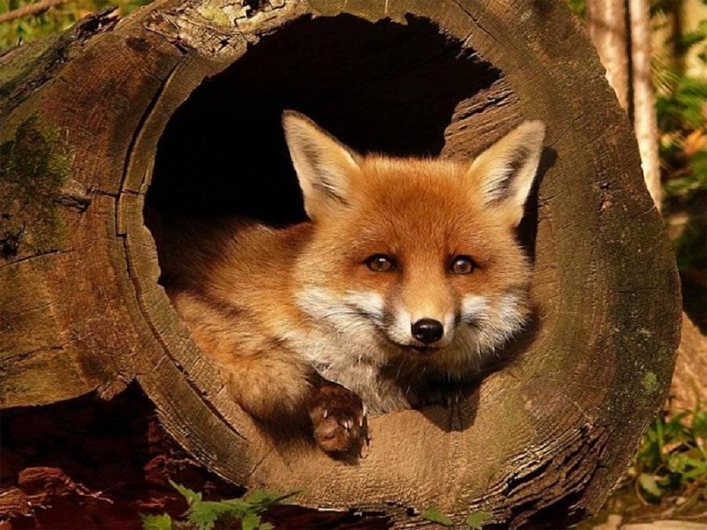 Fuchs - Fox Spirit Animal , HD Wallpaper & Backgrounds