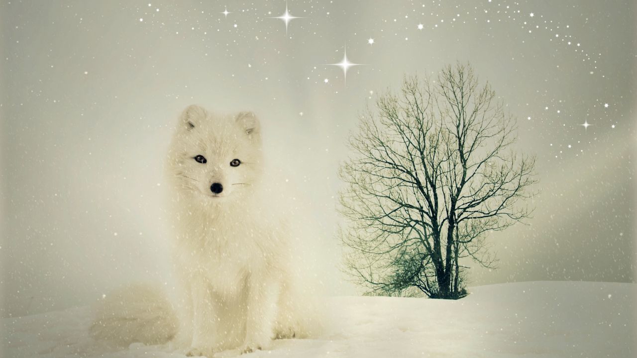 Animals / Arctic Fox Wallpaper - Artistic Fox , HD Wallpaper & Backgrounds