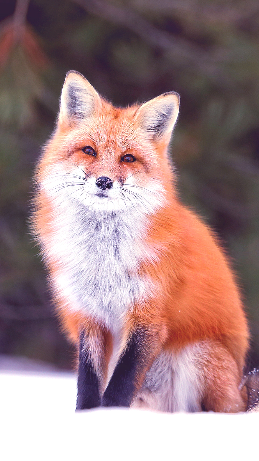 Fox Iphone 8 Plus Wallpaper - Animal Backgrounds For Iphone , HD Wallpaper & Backgrounds