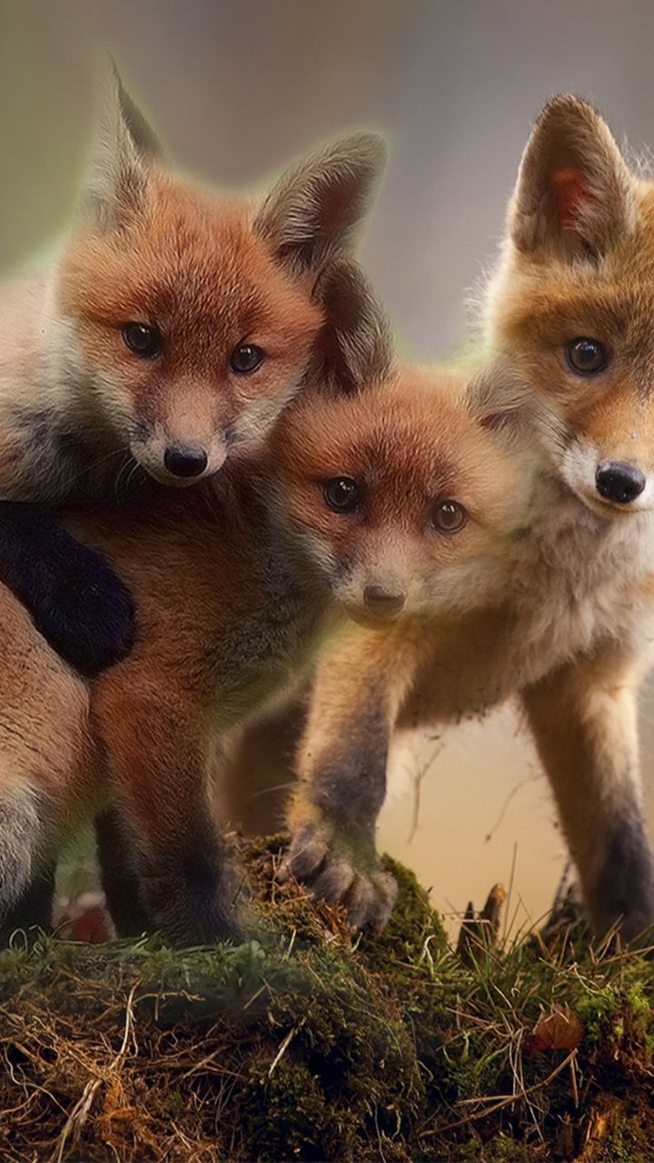 Wallpaper Cute, Fox, Babies, Wildlife - Super Cute Animals 2015 , HD Wallpaper & Backgrounds