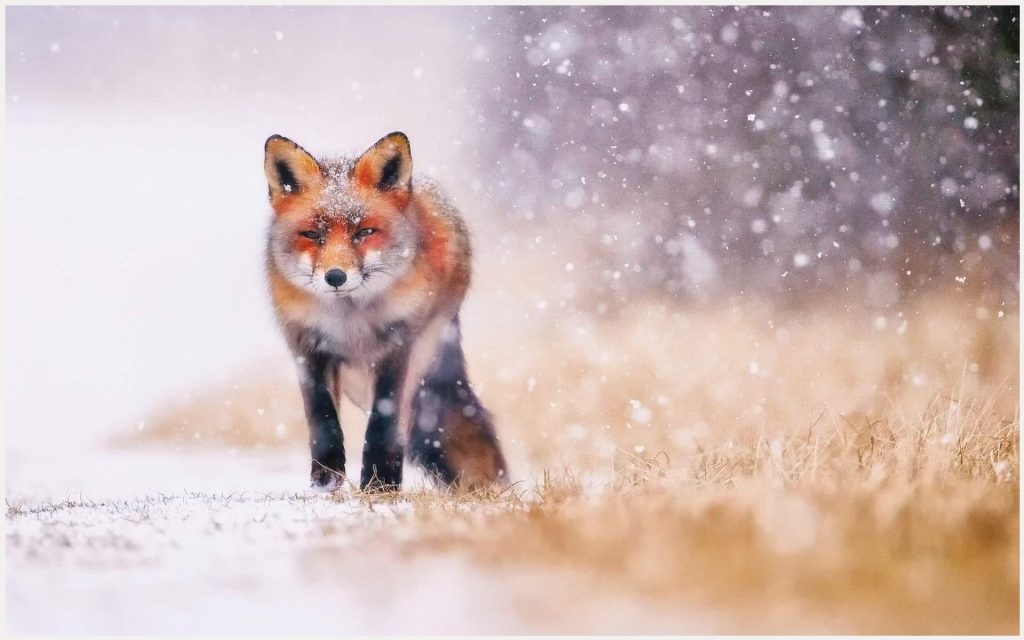 Fox Malerei Fuchs Malerei 1080p Fuchs Malerei Desktop - Snow Fox , HD Wallpaper & Backgrounds