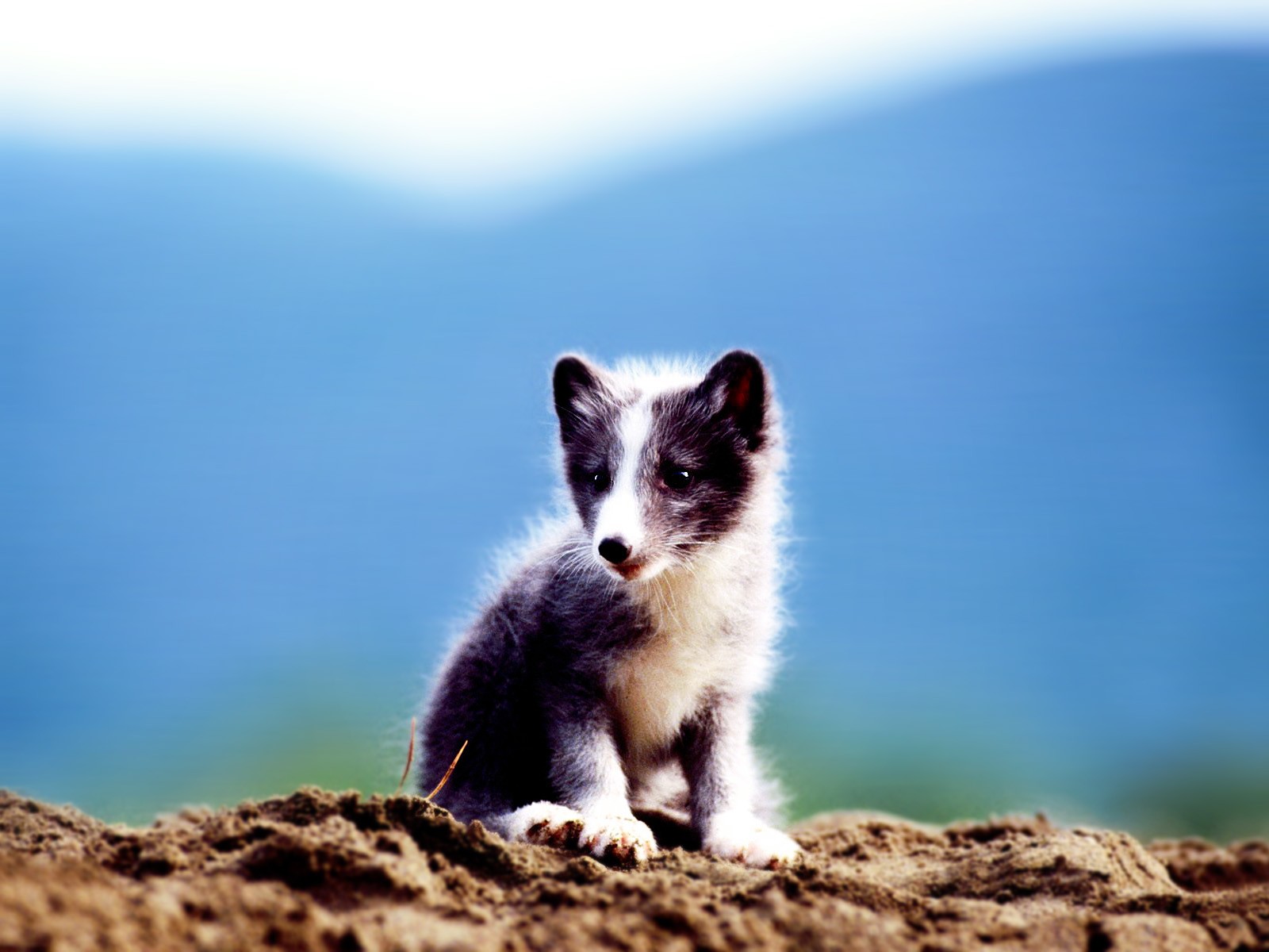 Cute Baby Arctic Fox , HD Wallpaper & Backgrounds