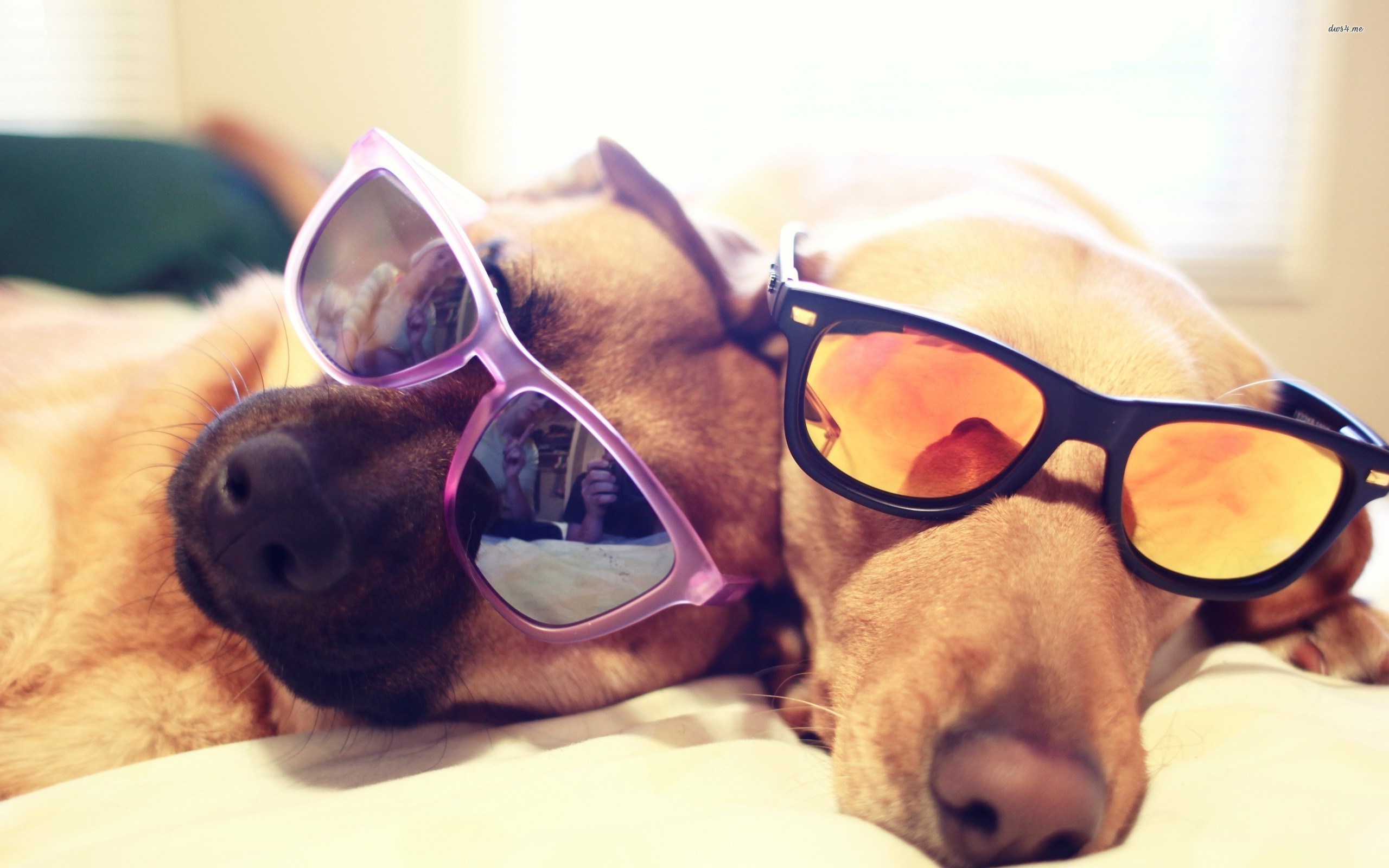 Dogs With Sunglasses Wallpaper - Two Dogs With Sunglasses , HD Wallpaper & Backgrounds