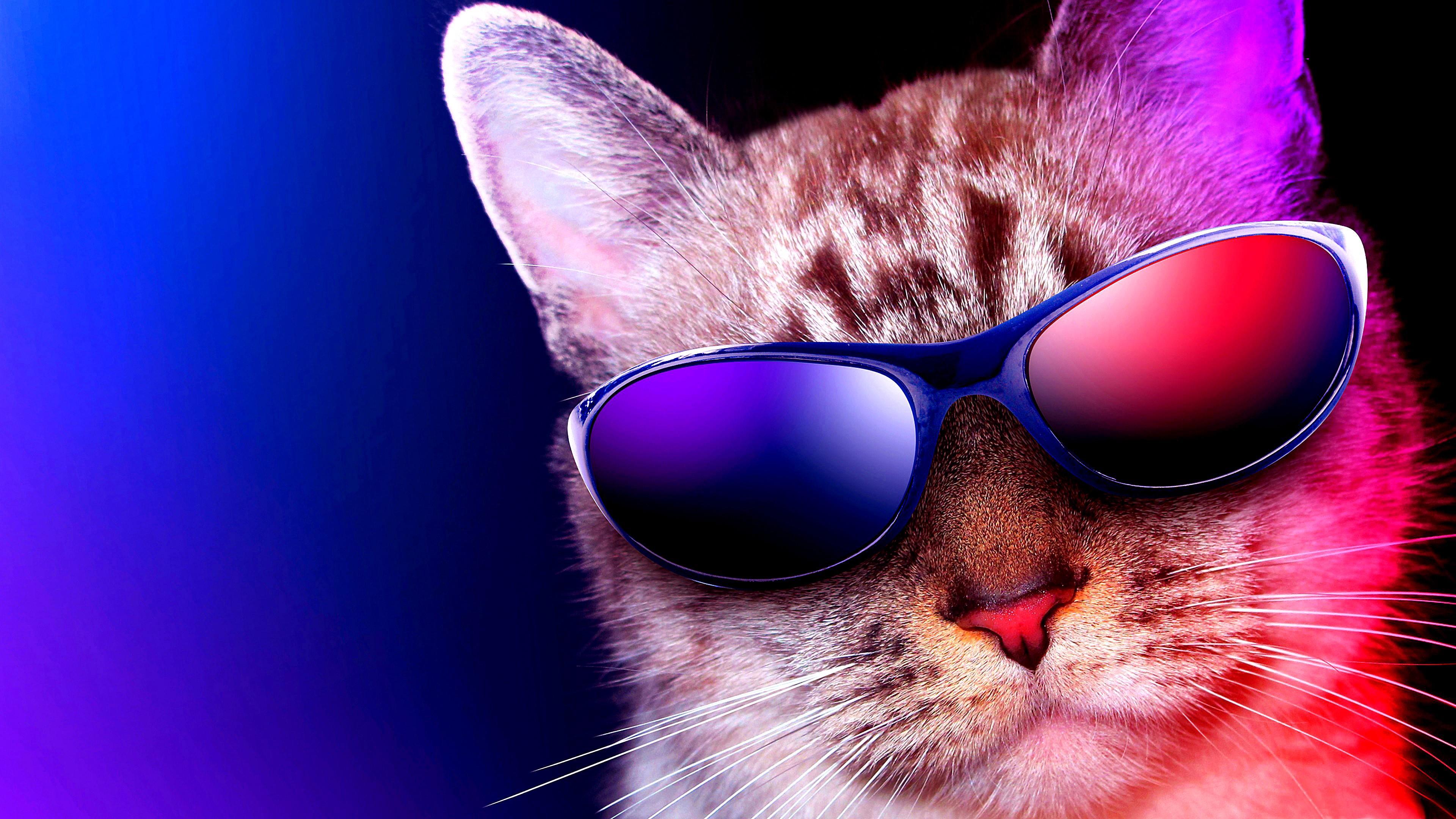 Cat With Sunglasses Wallpaper - Living Room Cat Art , HD Wallpaper & Backgrounds