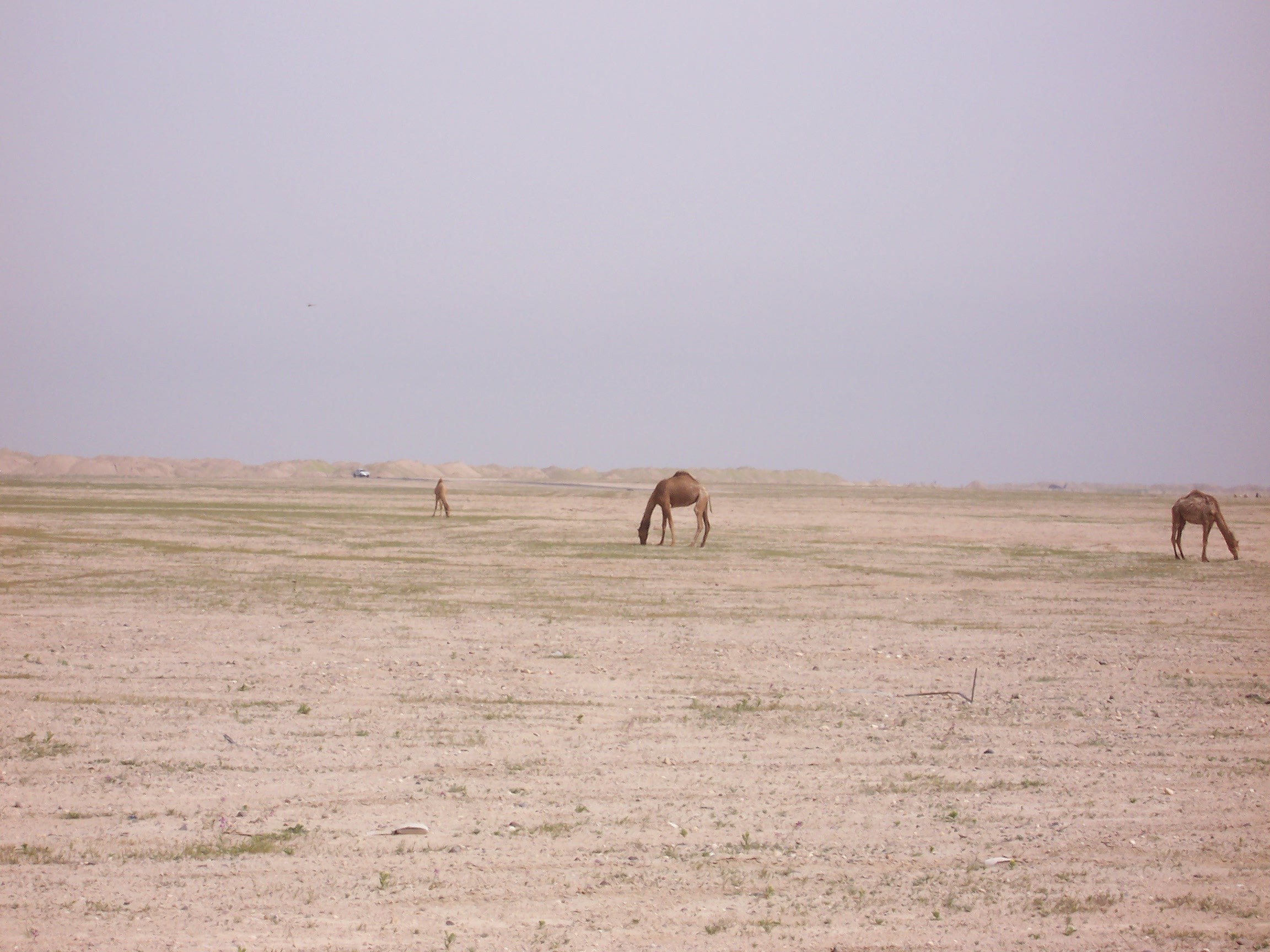 Camels Roaming Kuwaiti Desert Natives Places Nature - Kuwait Desert Background , HD Wallpaper & Backgrounds