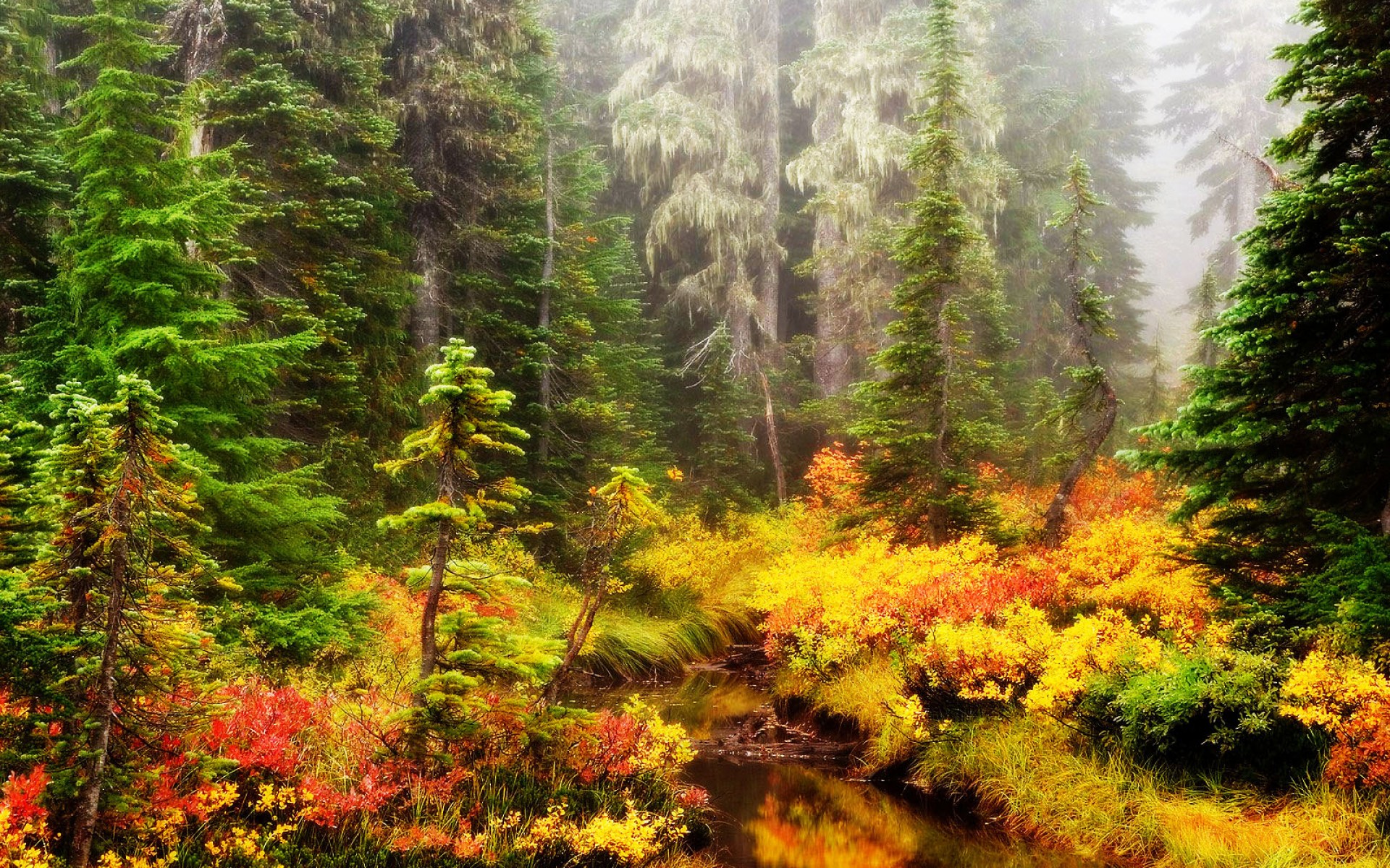 Hintergrundbild Wald , HD Wallpaper & Backgrounds