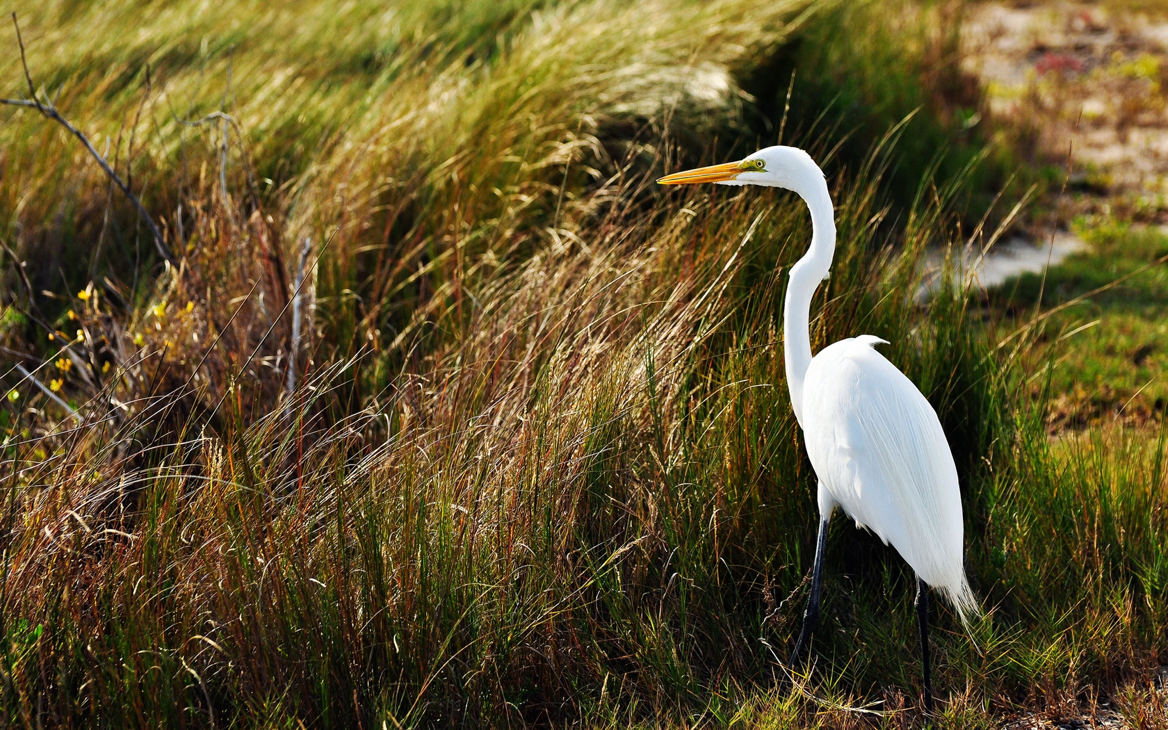 Heron Wallpaper And Background Image - Heron (#1687309) - HD Wallpaper