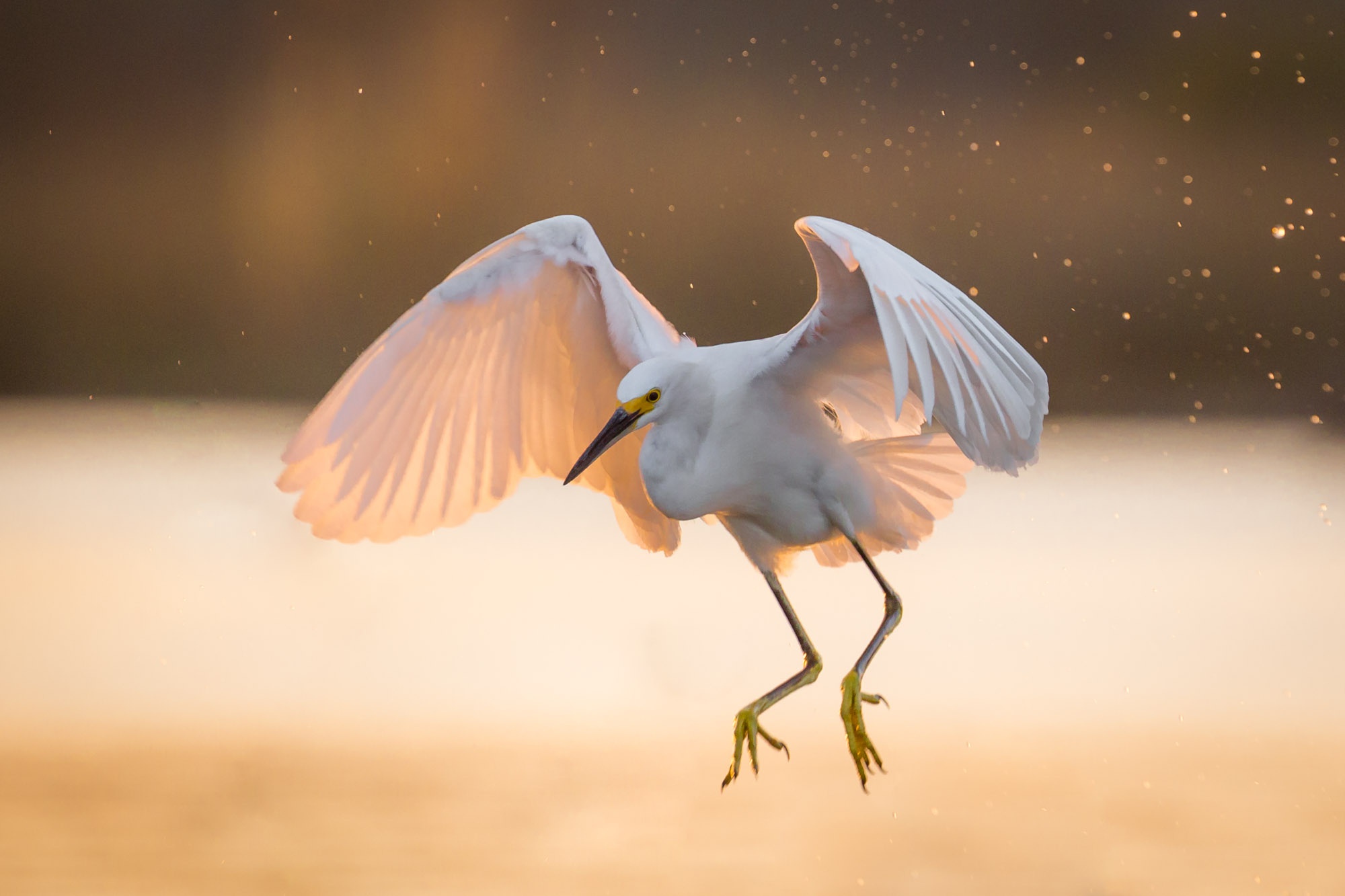 Wildlife - Great Egret , HD Wallpaper & Backgrounds