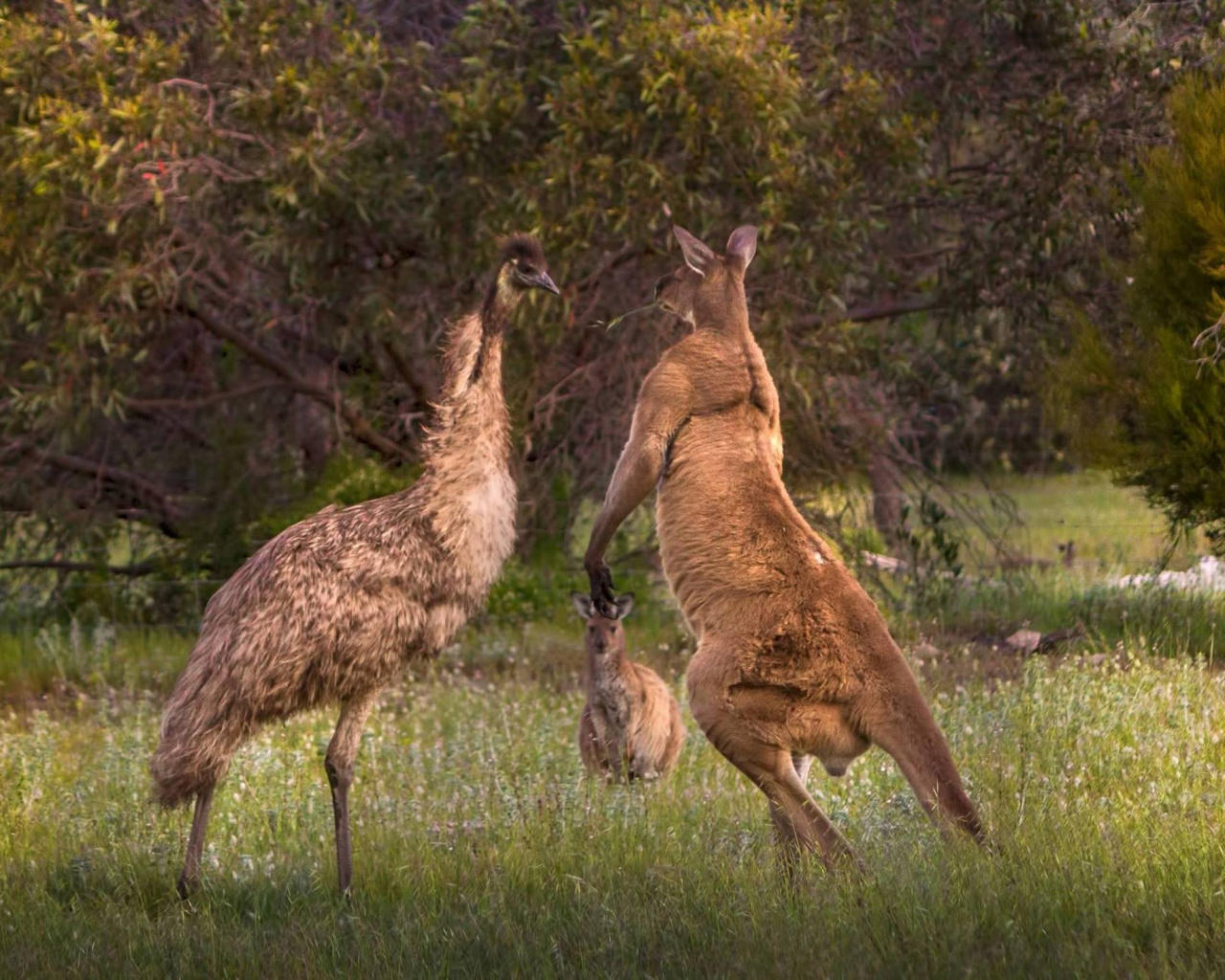 Grasses, Pasture, Red Kangaroo, Roo, Grass Wallpaper - Kangaroos And Emus Fighting , HD Wallpaper & Backgrounds
