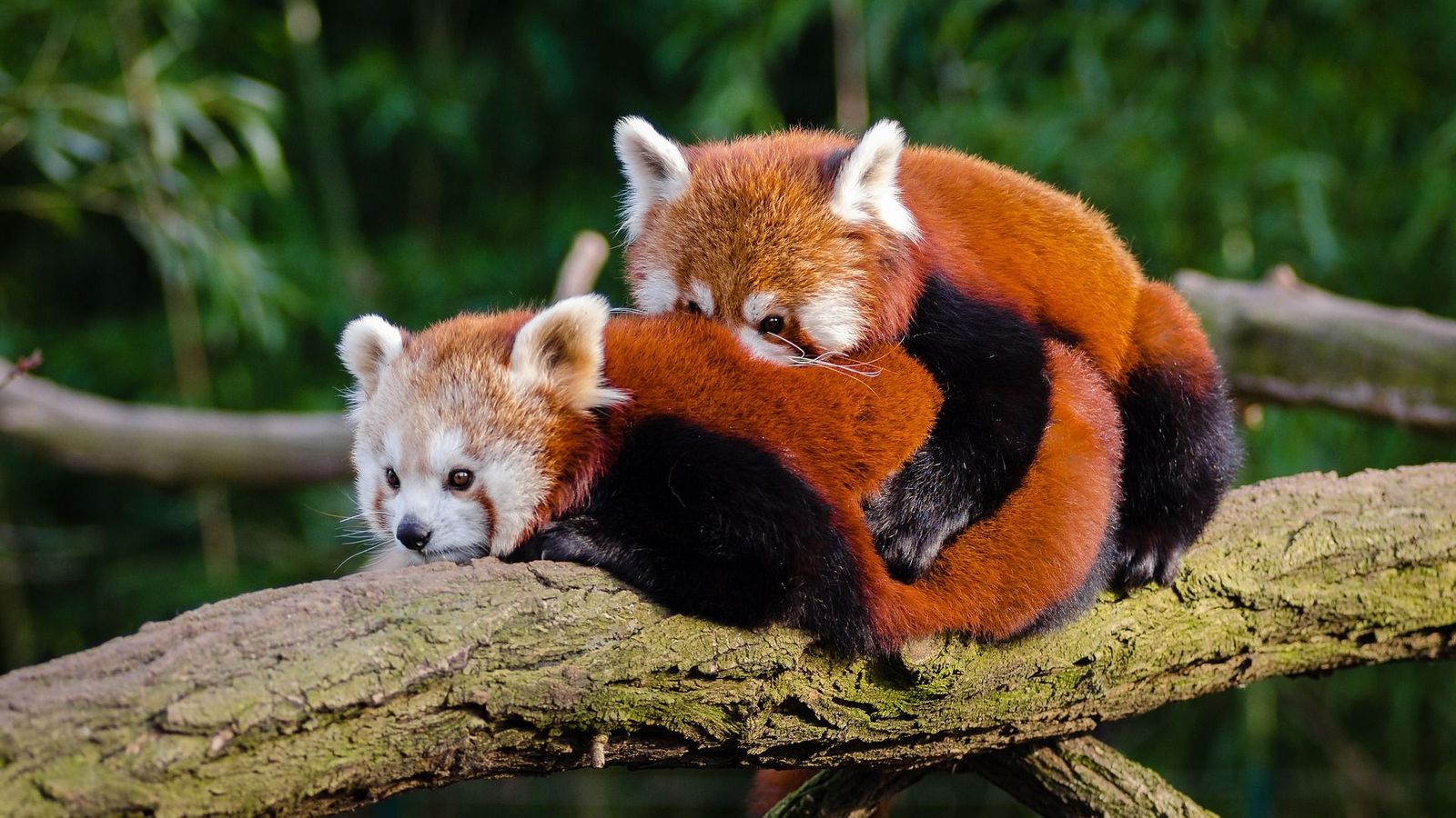 Red Panda Hug , HD Wallpaper & Backgrounds
