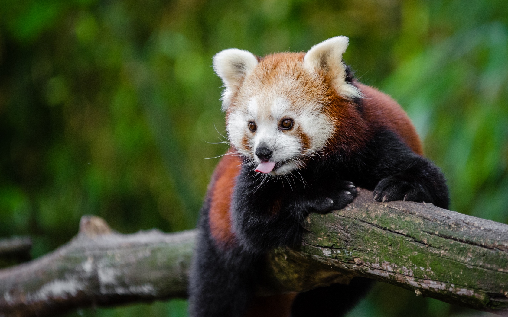 Wallpaper Red Panda, Panda, Tongue, Funny - Red Panda Funny , HD Wallpaper & Backgrounds