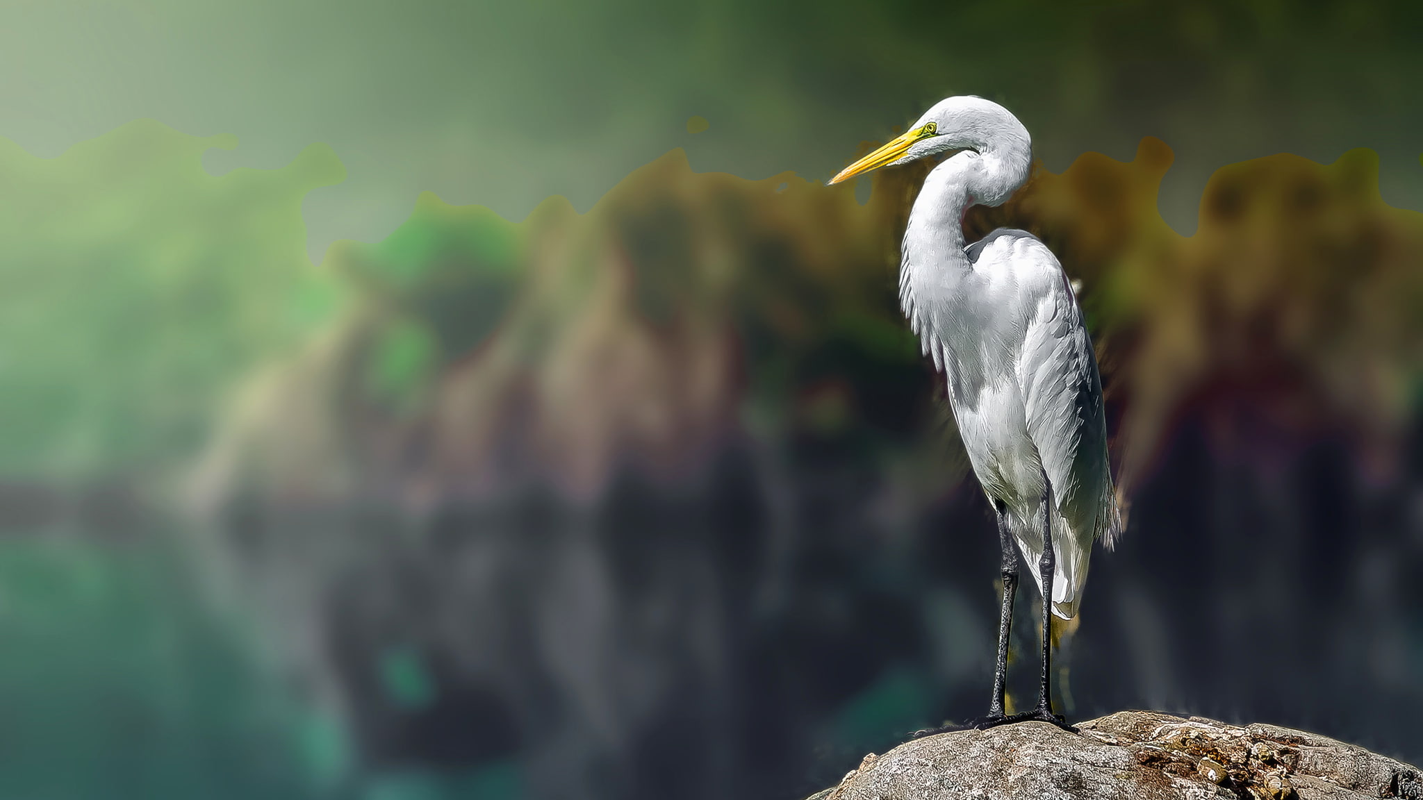 Bird Heron White, White Feathered Sea Bird, Best S, - Great Egret , HD Wallpaper & Backgrounds