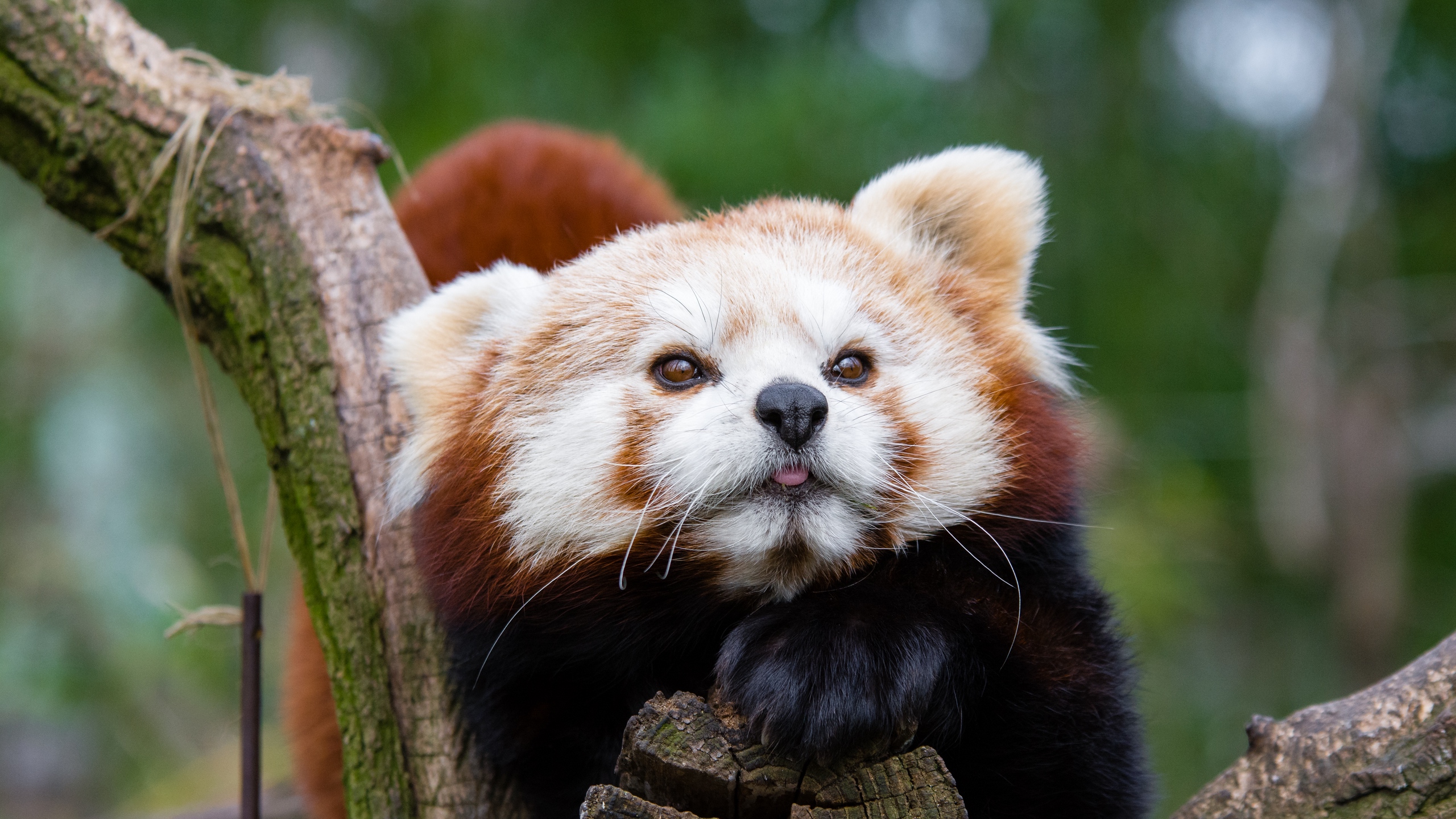 Wallpaper Red Panda, Small Panda, Muzzle, Spotted - Red Panda Phone Background , HD Wallpaper & Backgrounds