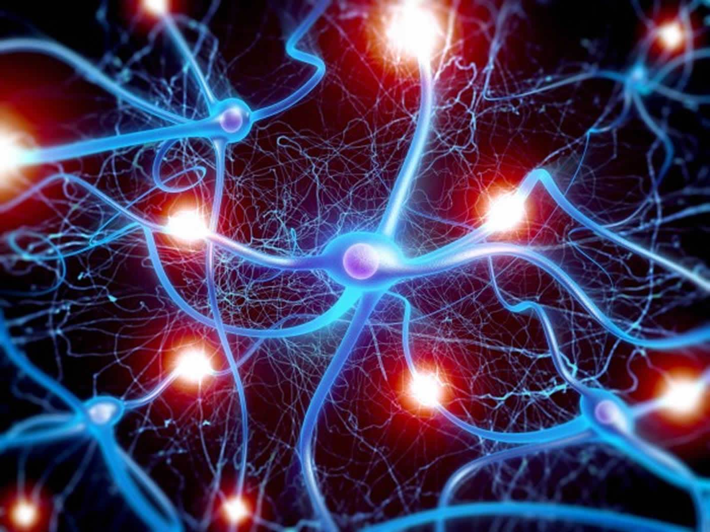 Image Shows Neurons - Brain Synapses , HD Wallpaper & Backgrounds