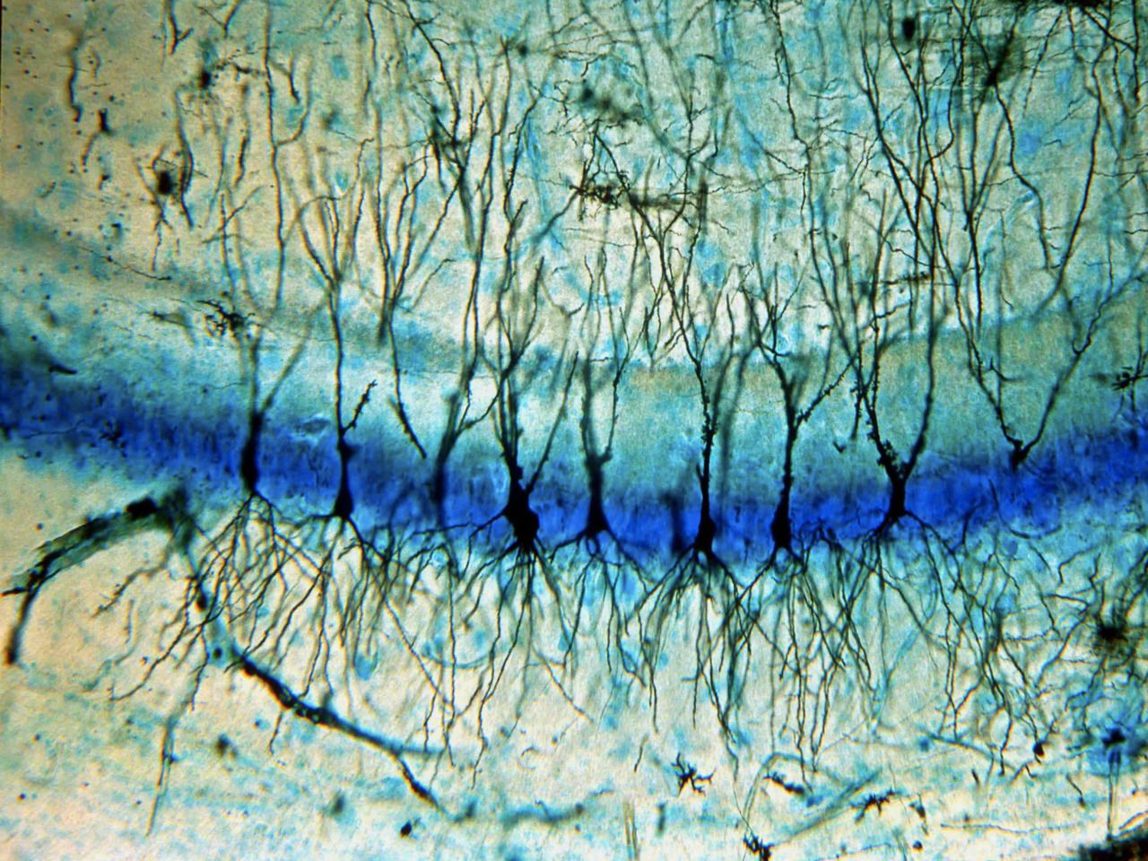 Neuroscience Wallpaper - Neuroscience Desktop Backgrounds , HD Wallpaper & Backgrounds
