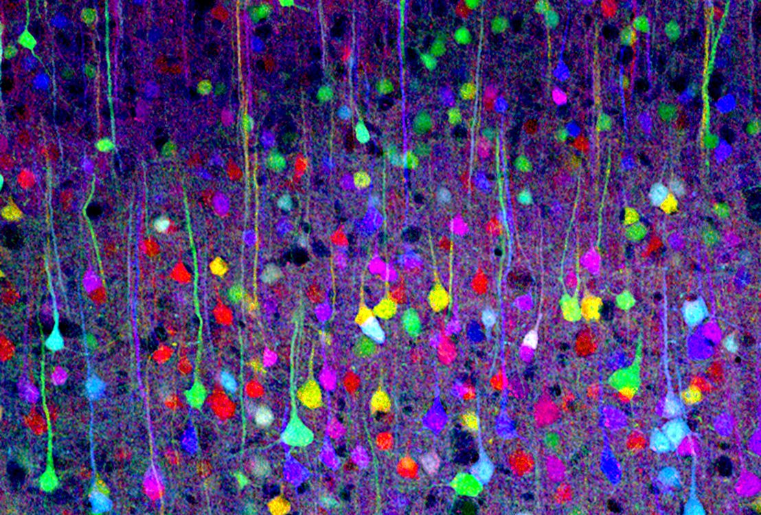 Brainbow Images By Tamily Weissman - Brainbow Cortex , HD Wallpaper & Backgrounds