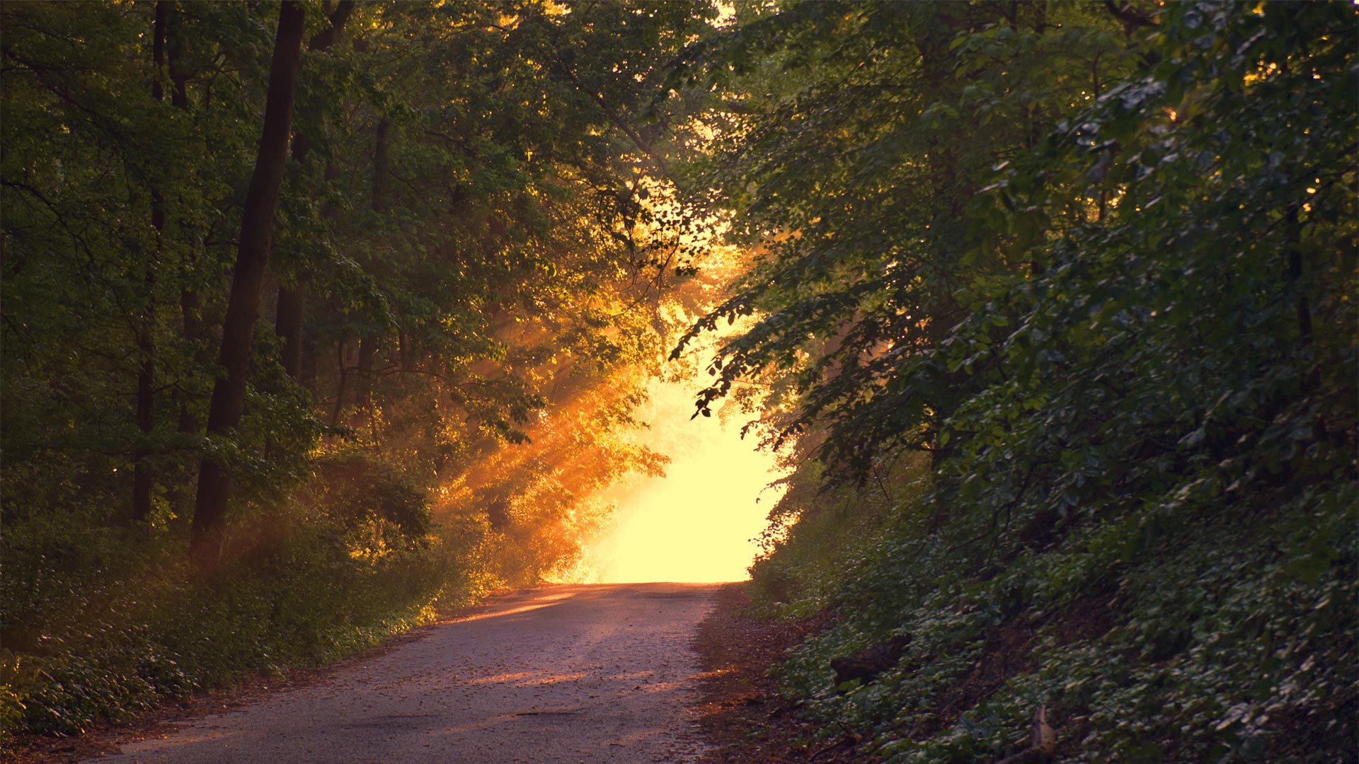Sunlight Beaming Through Wood Trail - Road Less Traveled , HD Wallpaper & Backgrounds