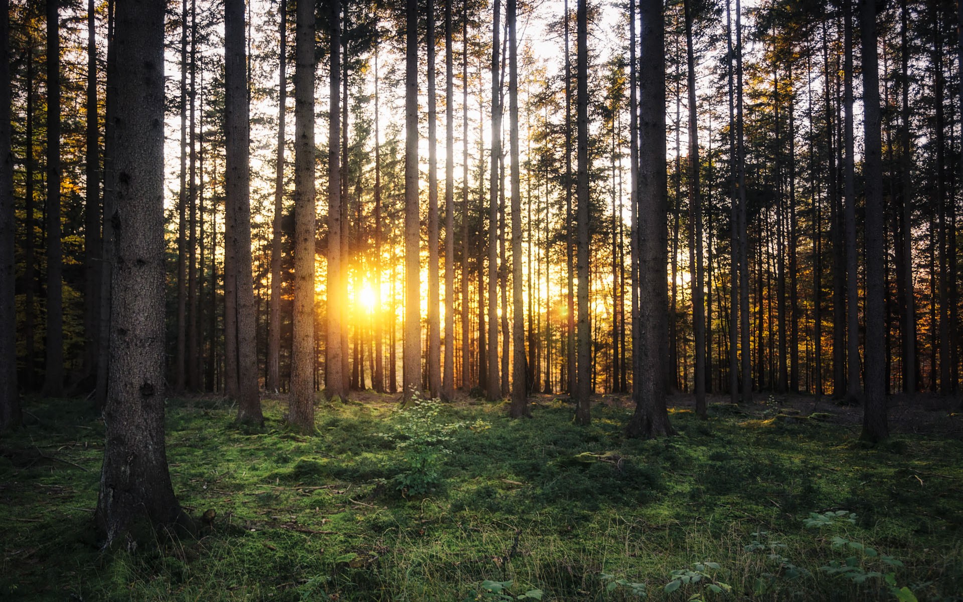 Wallpaper Sonnenuntergang Im Wald - Wald , HD Wallpaper & Backgrounds