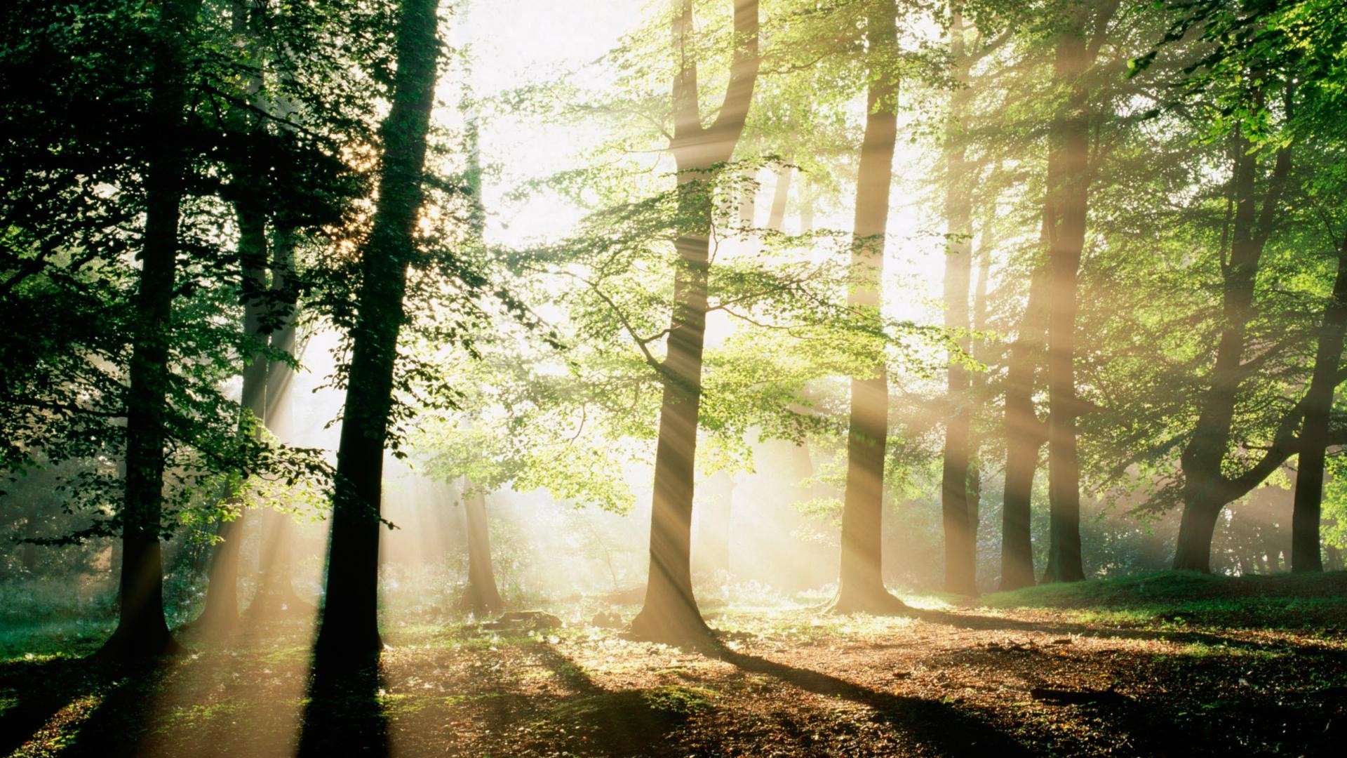 Forest Morning Mystical Wallpaper - Morning Sunshine In Forest , HD Wallpaper & Backgrounds