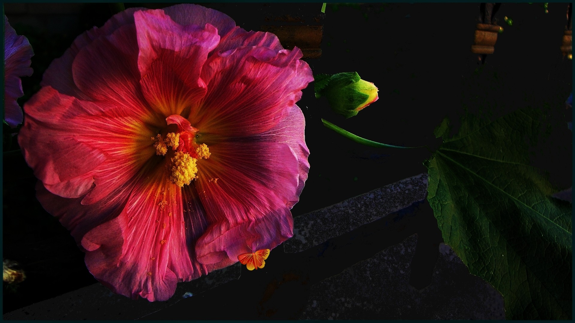 Blue Dream Bocelli April Cuore Garden Mio Park Canzone - Hawaiian Hibiscus , HD Wallpaper & Backgrounds