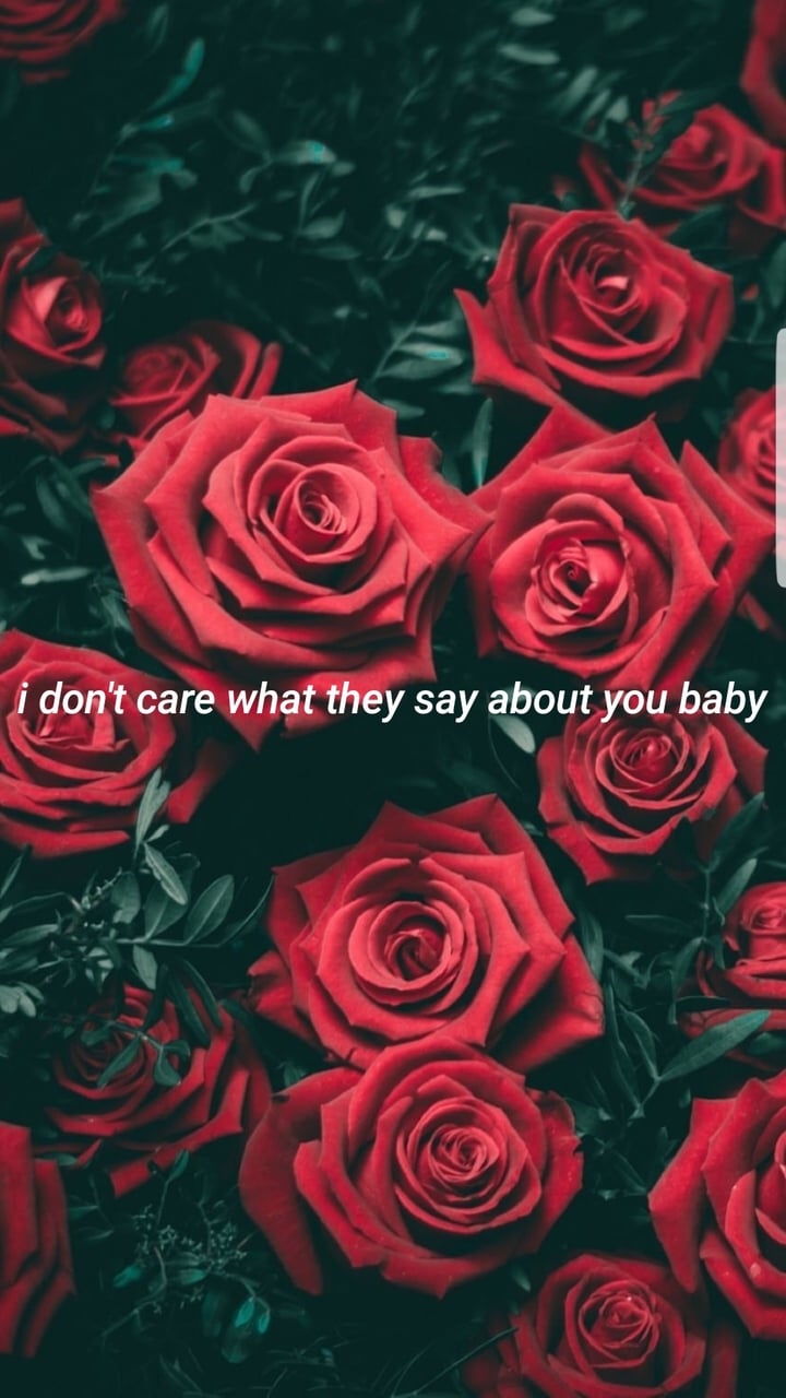 Lyrics, Shawn, And Wallpaper Image - Red Roses We Heart , HD Wallpaper & Backgrounds
