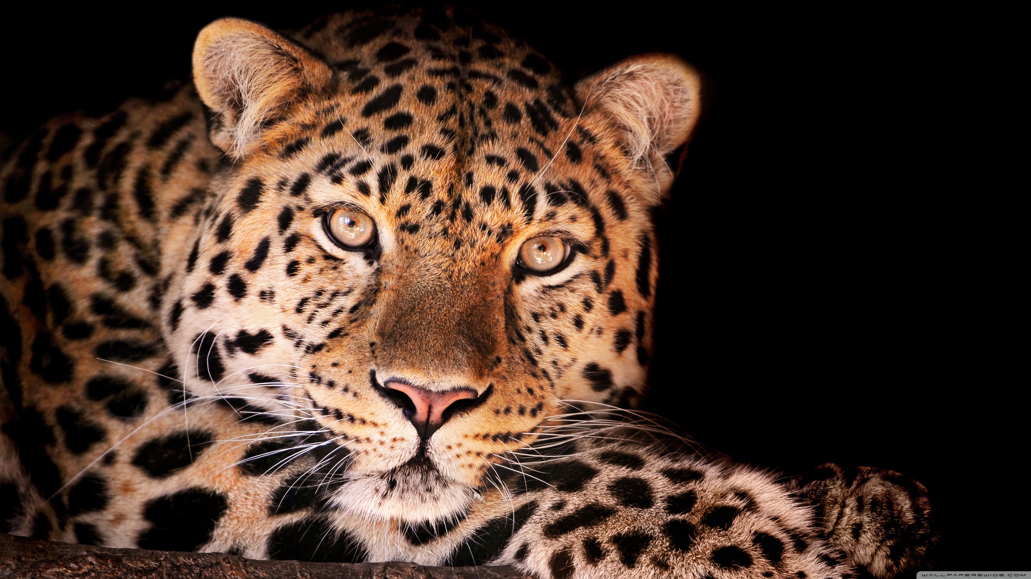 Uhd - Hd Leopard , HD Wallpaper & Backgrounds