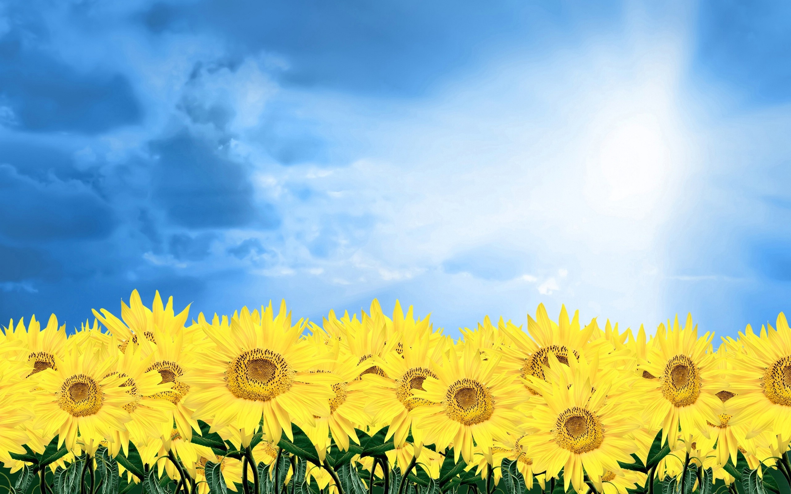 Cheerful Sunflowers Wallpaper , HD Wallpaper & Backgrounds