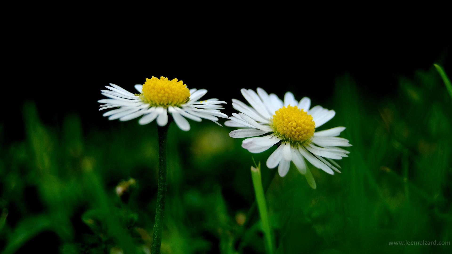 Cute Cheerful Pair Flowers - Nature Image Hd Cute , HD Wallpaper & Backgrounds