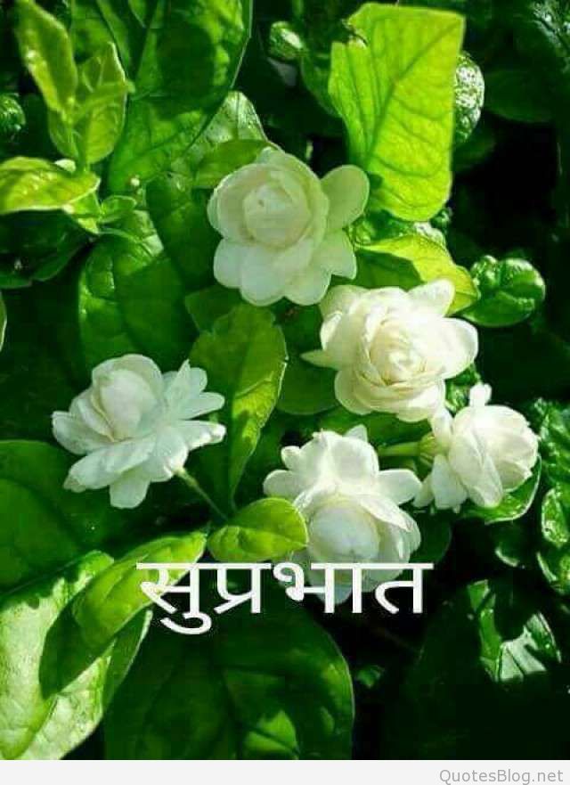 Good Morning Suprabhat Pics Good Morning Suprabhat - Jasmine National Flower Of Pakistan , HD Wallpaper & Backgrounds