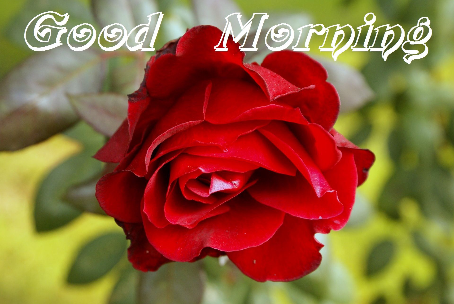 Good Morning Red Rose Cards For My Love, Friends - Best Good Morning Rose , HD Wallpaper & Backgrounds