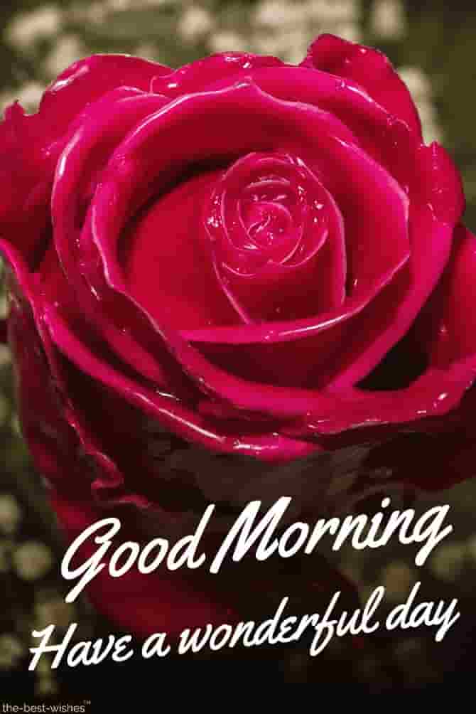 Good Morning Red Rose - Rose Good Morning Flowers , HD Wallpaper & Backgrounds